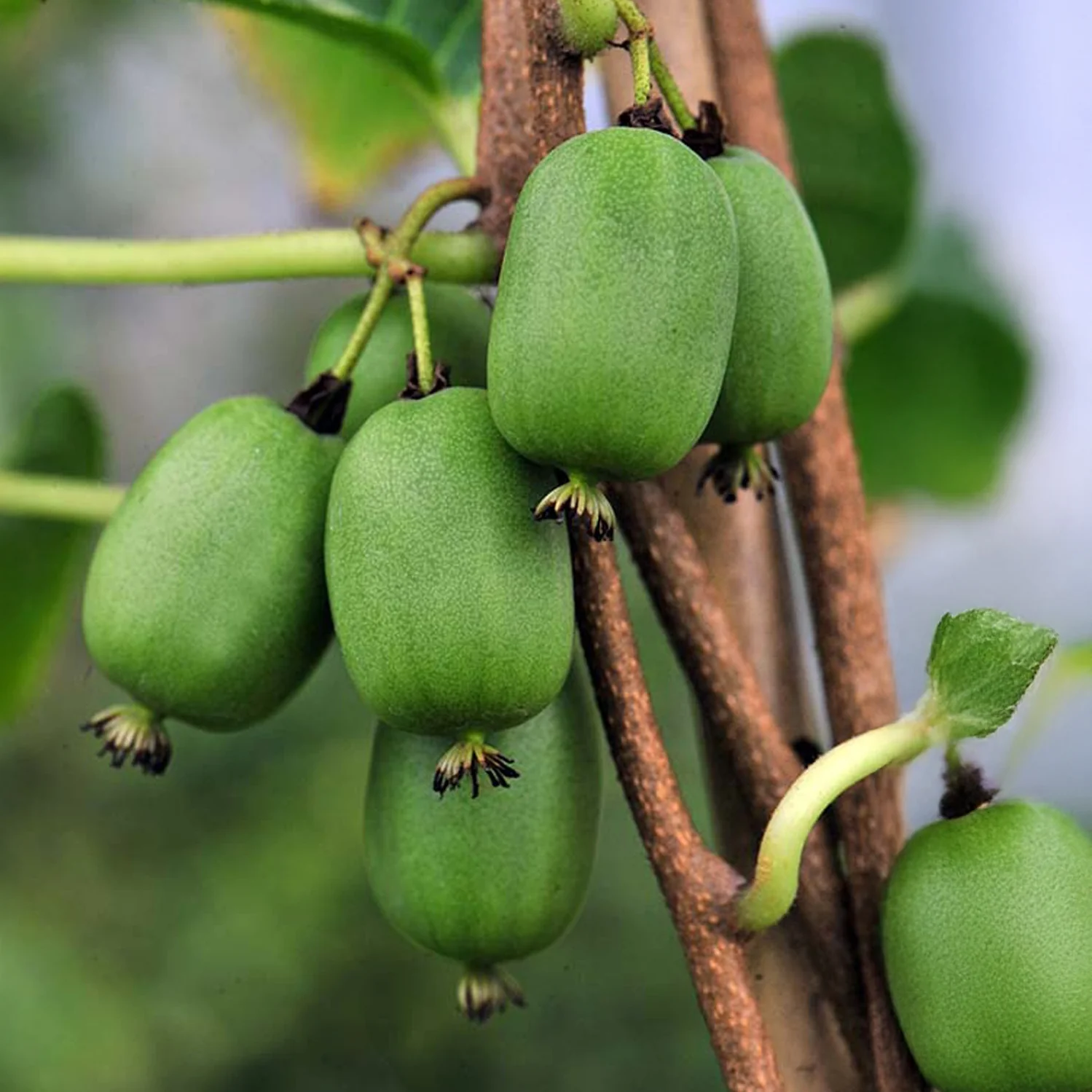 Zelfbestuivende mini-kiwi Vitikiwi®