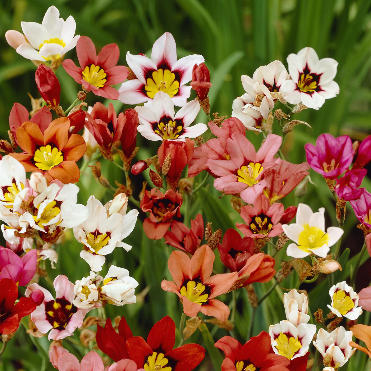 Zigeunerbloem - tricolor (x25)