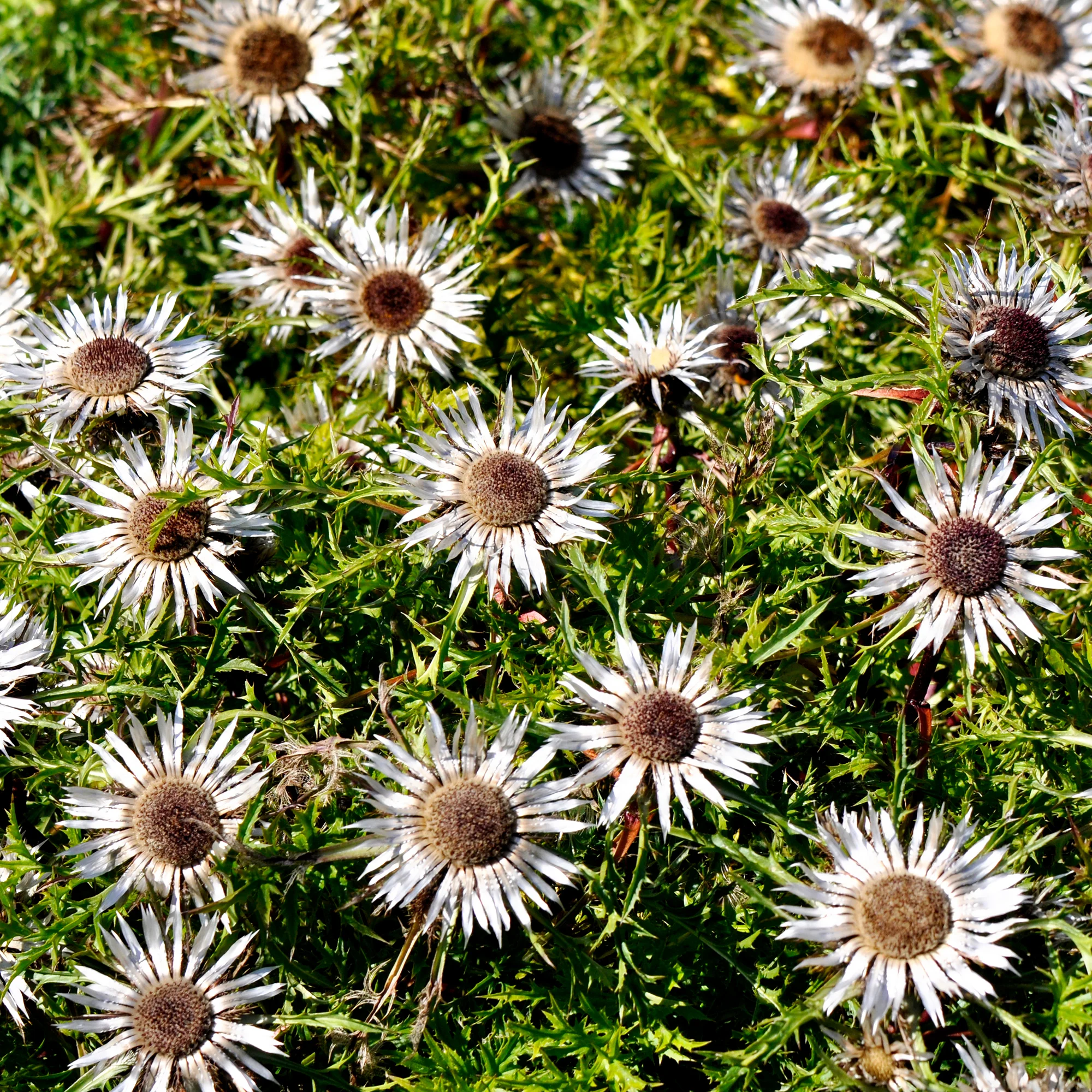 Zilverdistel - Image 2