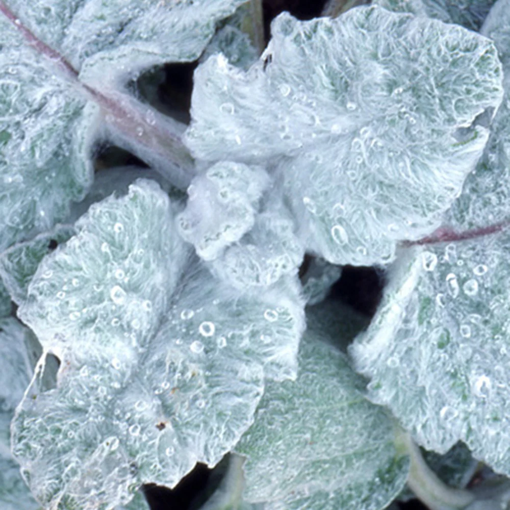 Zilversalie - Image 7