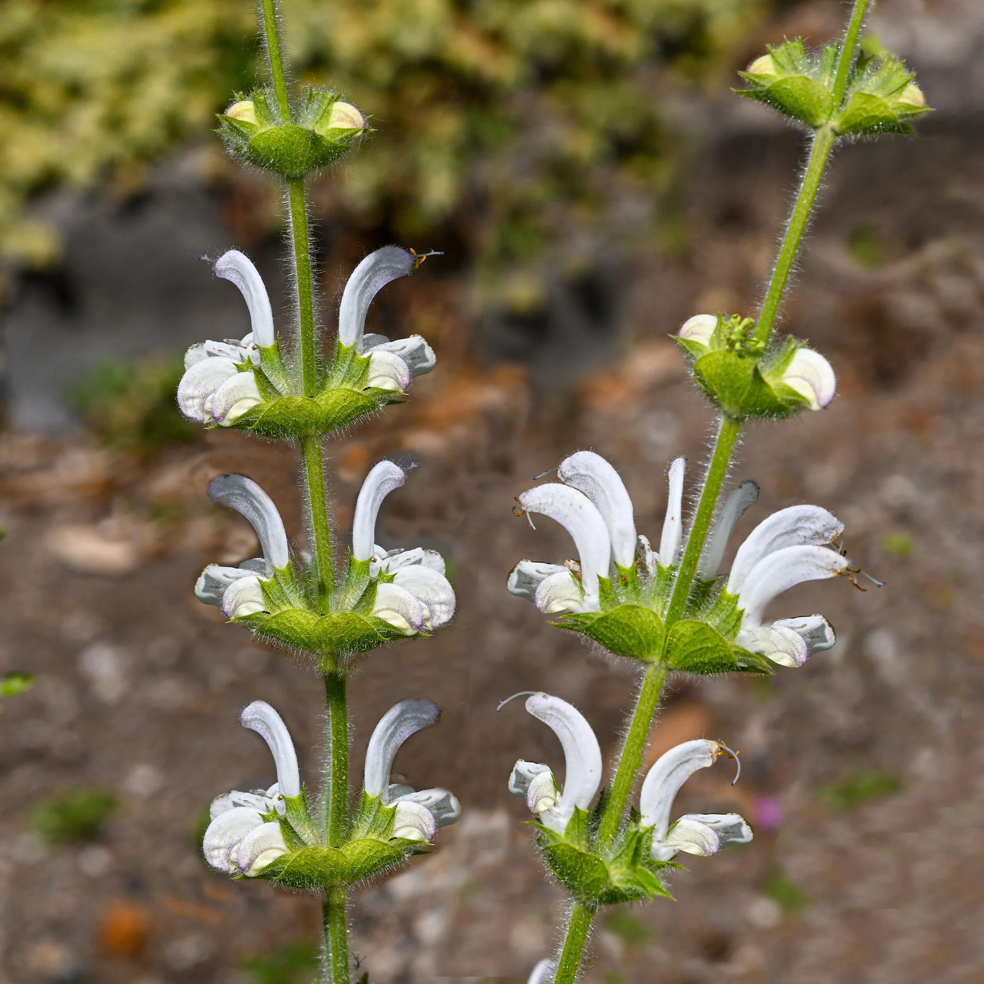 Zilversalie - Image 9