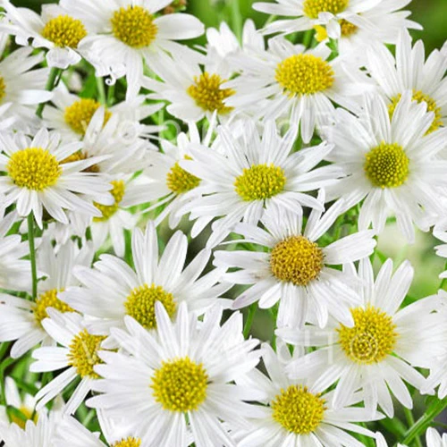 Zomeraster Alba