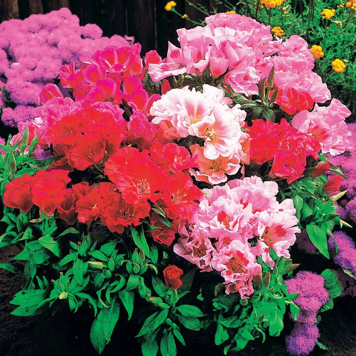 Zomerazalea Mix - Clarkia - Image 2