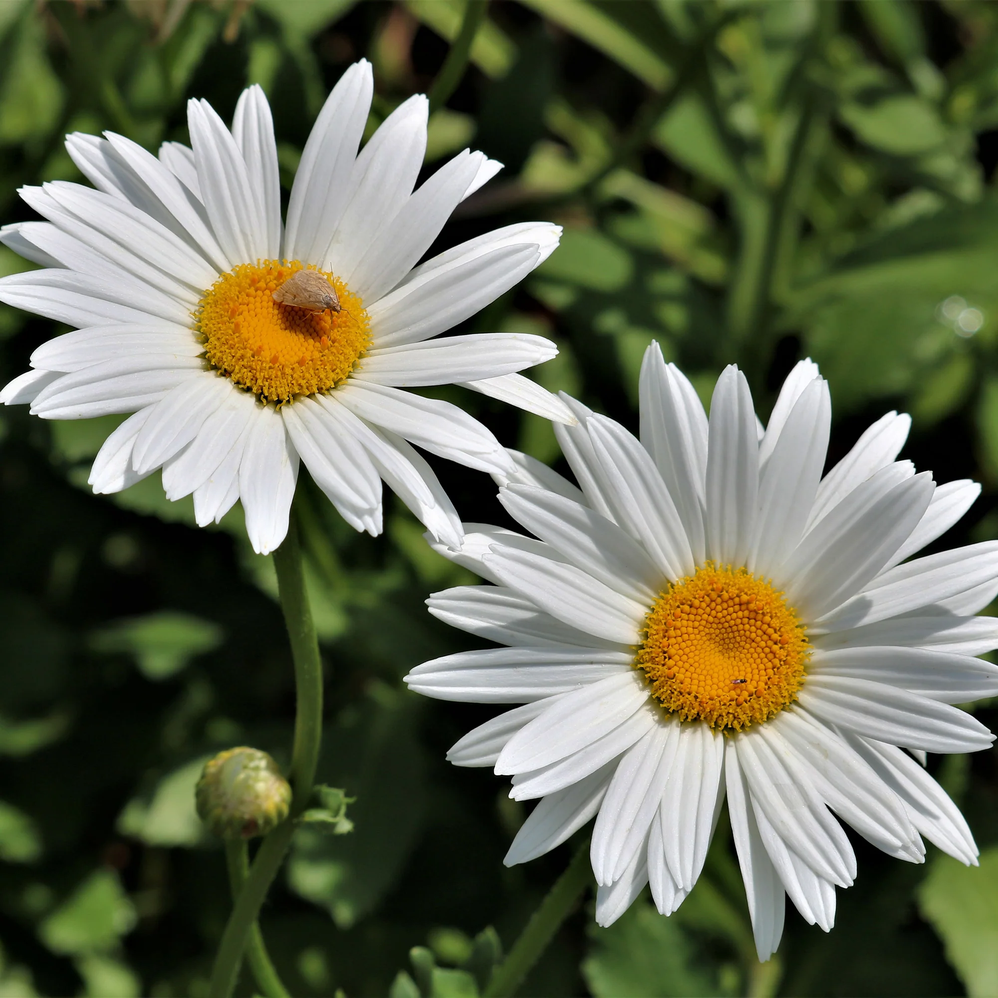 Zomermargriet - Image 2