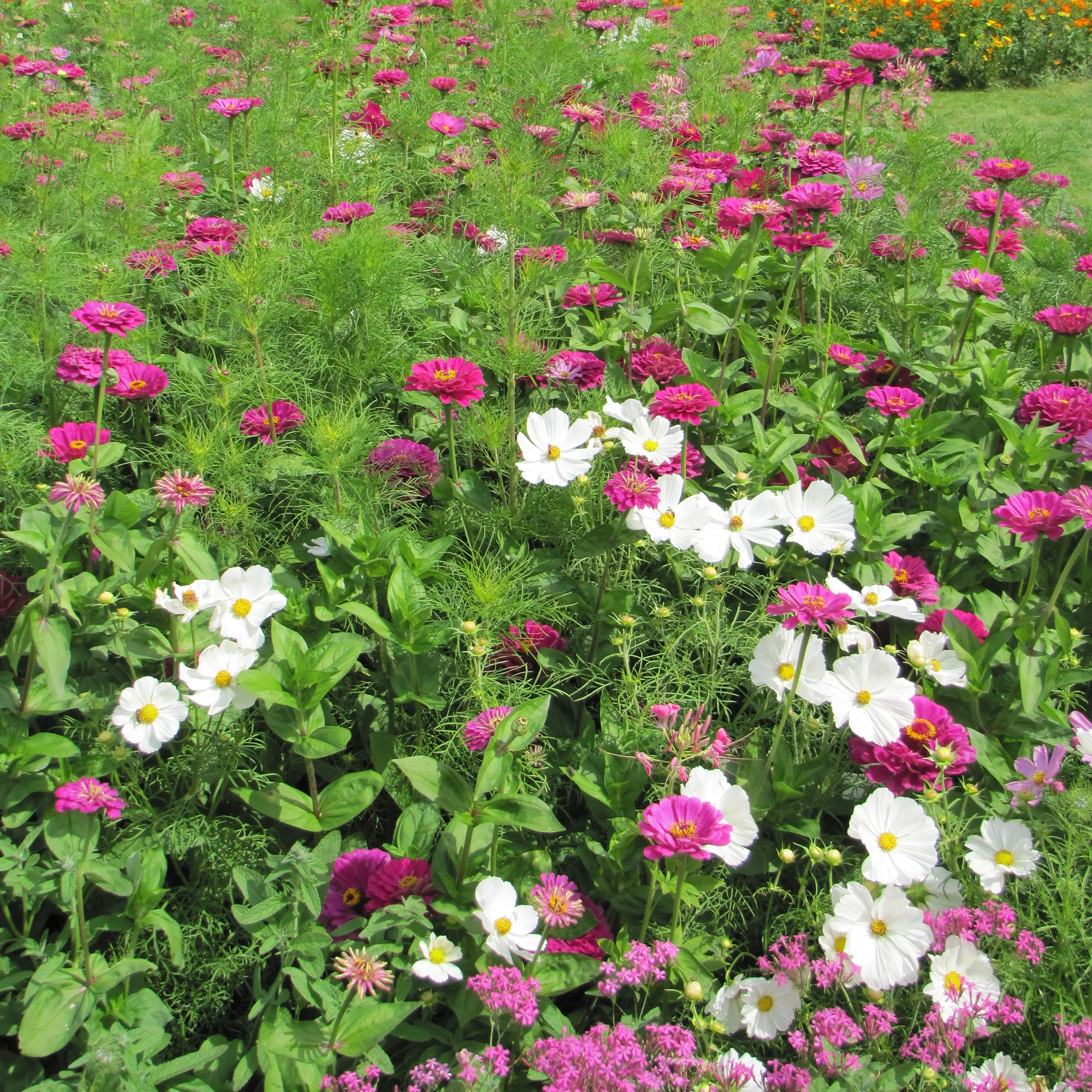 Zomerse bloemenmix