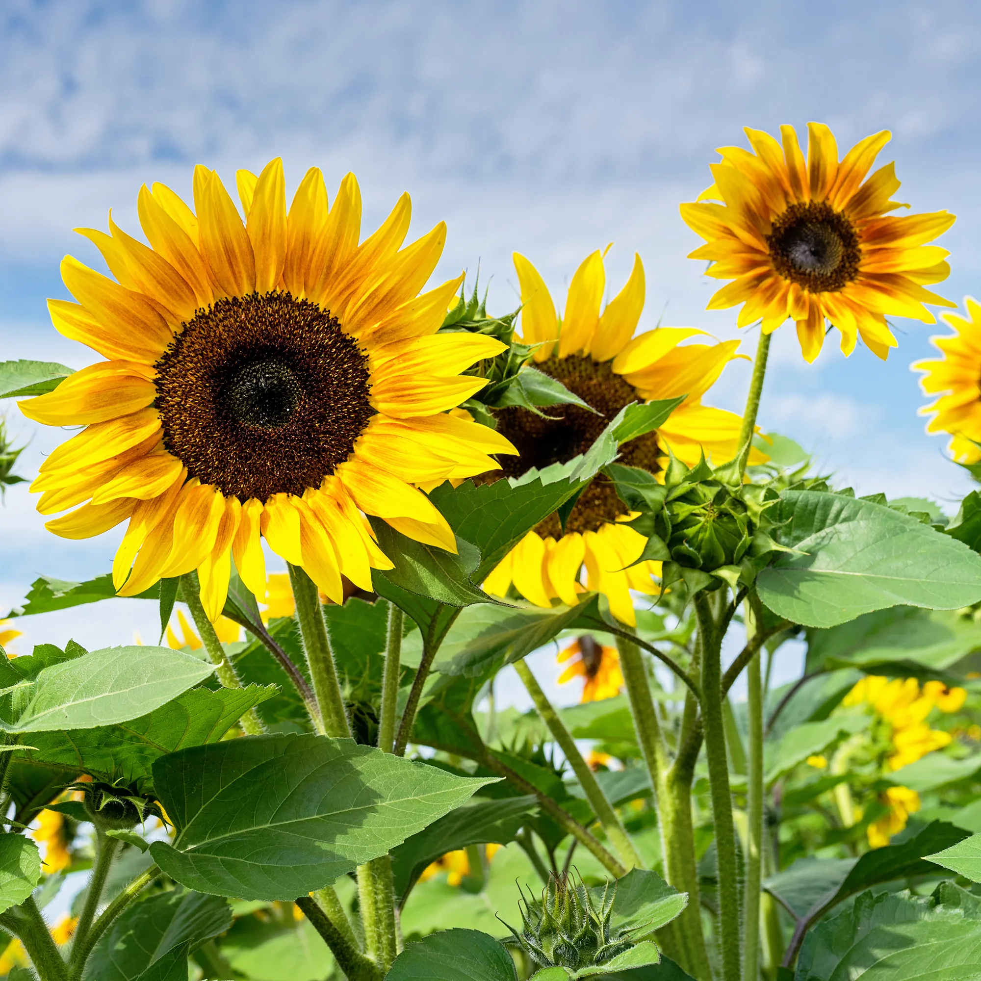 Zonnebloem