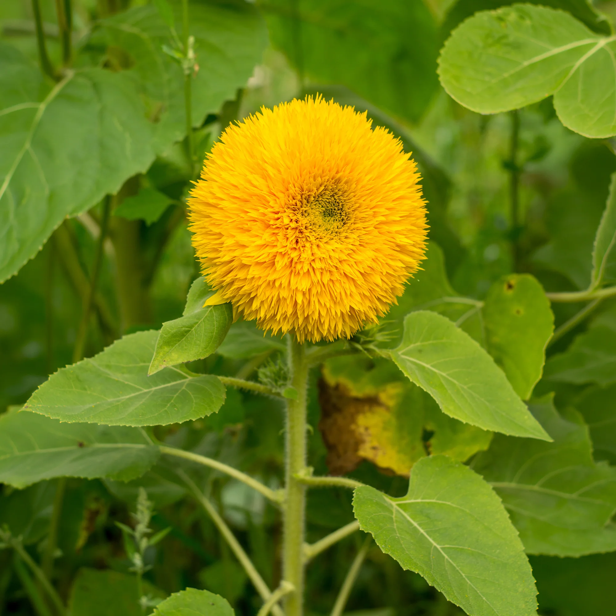 Zonnebloem 'Teddy Bear' - Image 2