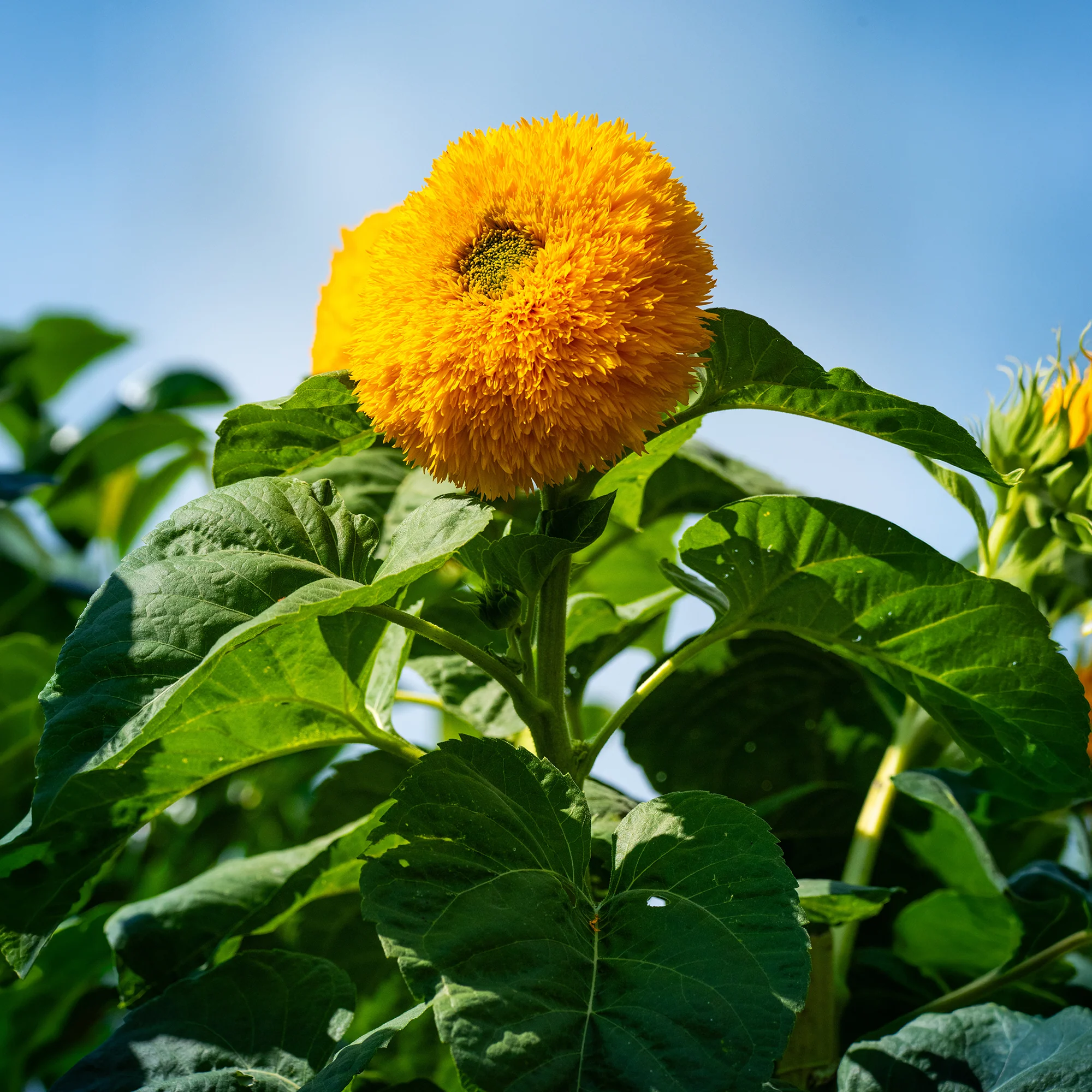 Zonnebloem 'Teddy Bear' - Image 8