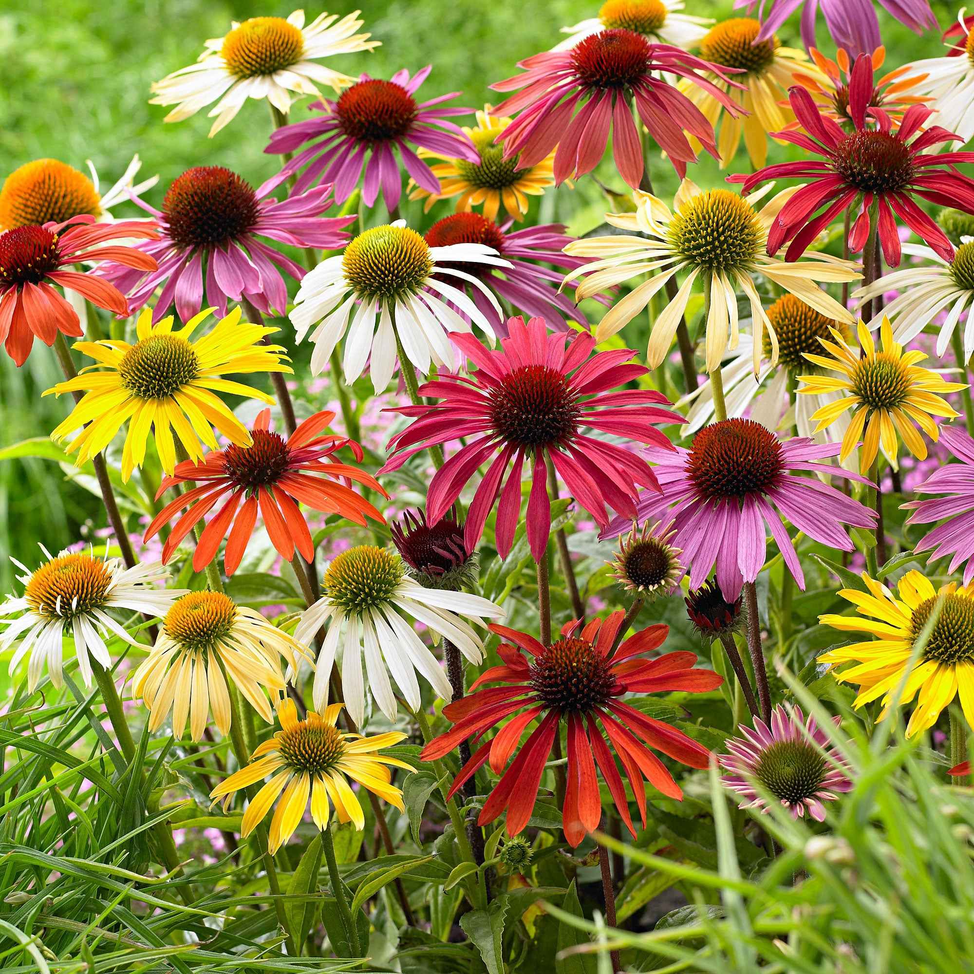 Zonnehoed + Rudbeckia - Mix (x10)
