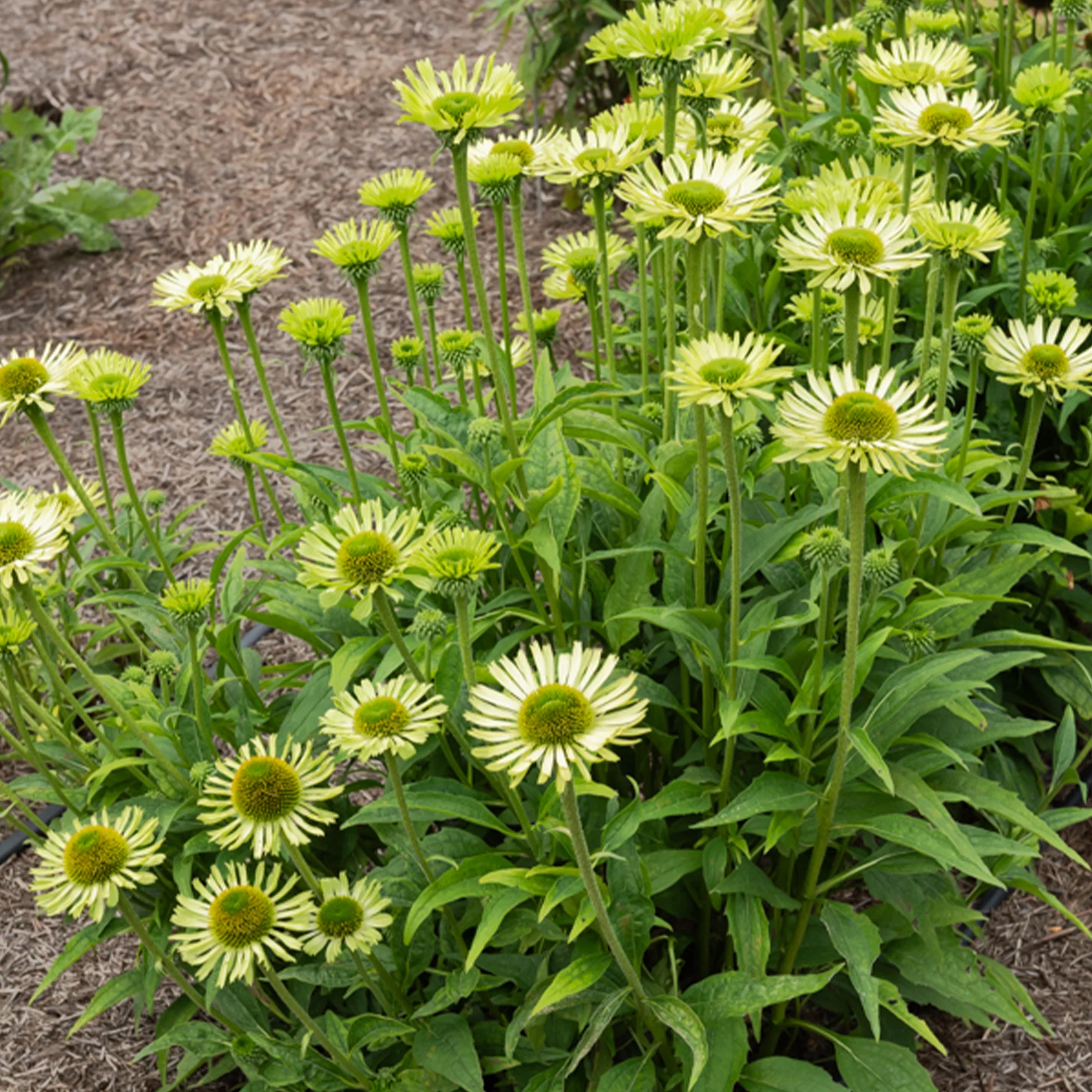 Zonnehoed 'Green Jewel'