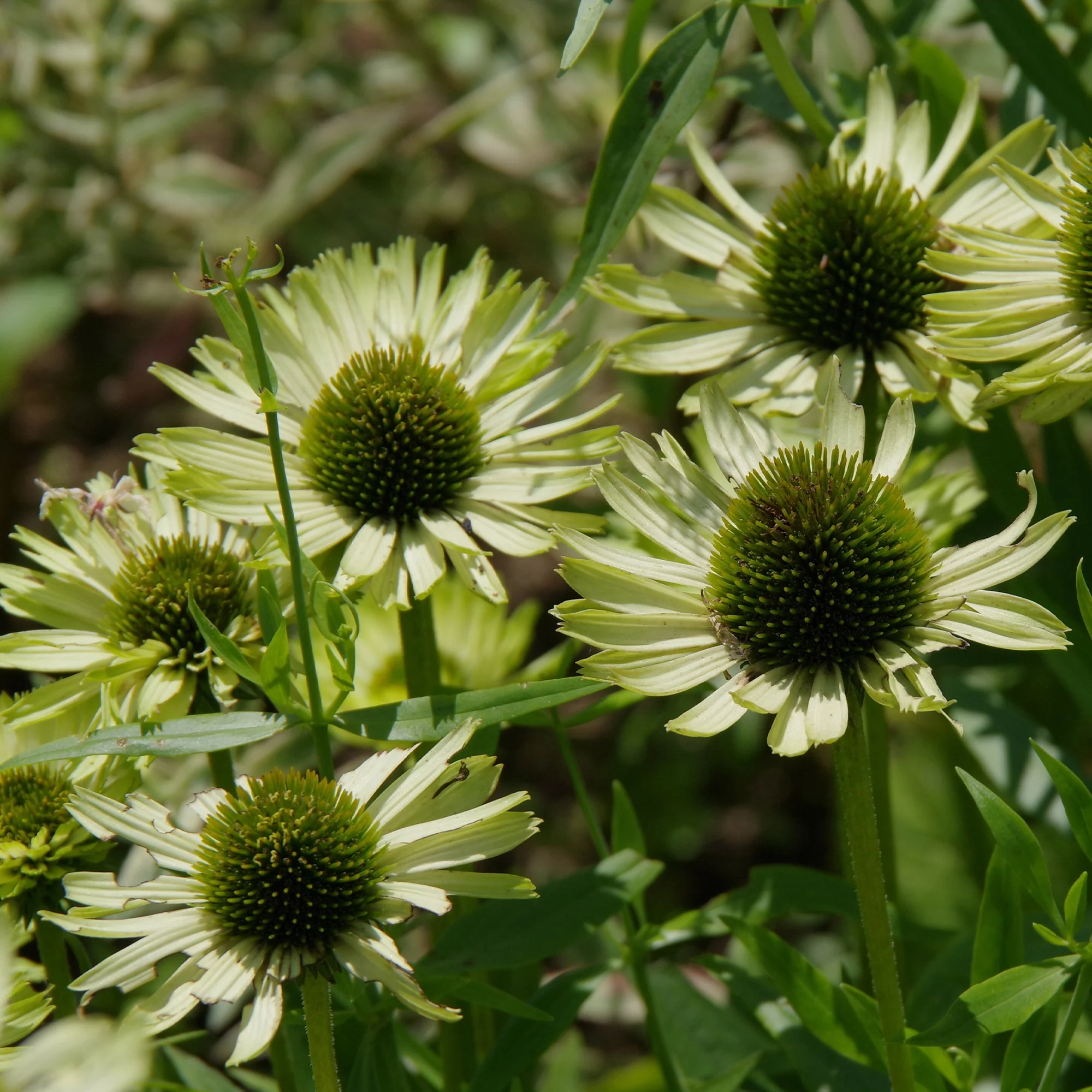 Zonnehoed 'Green Jewel' - Image 2