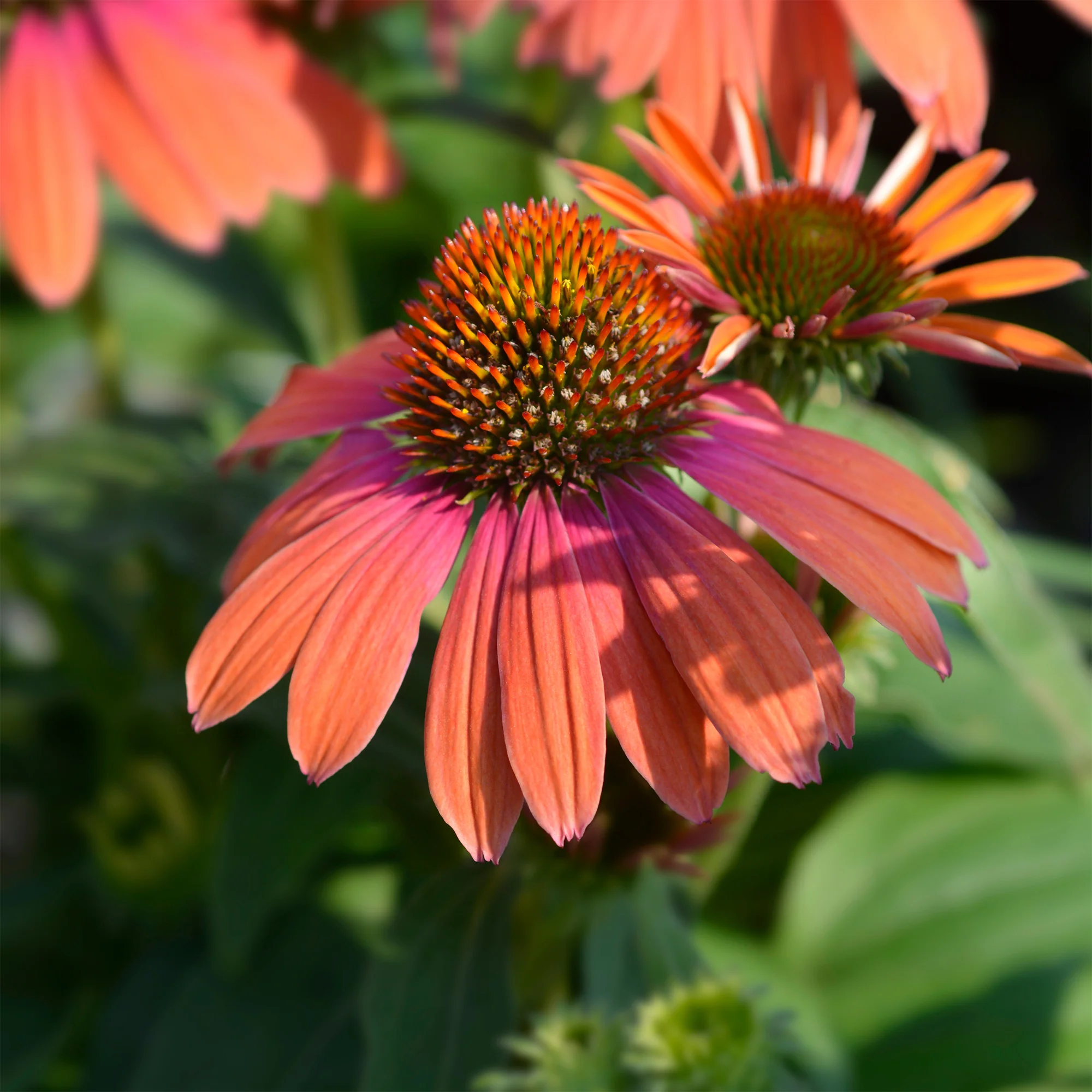 Zonnehoed 'Julia'