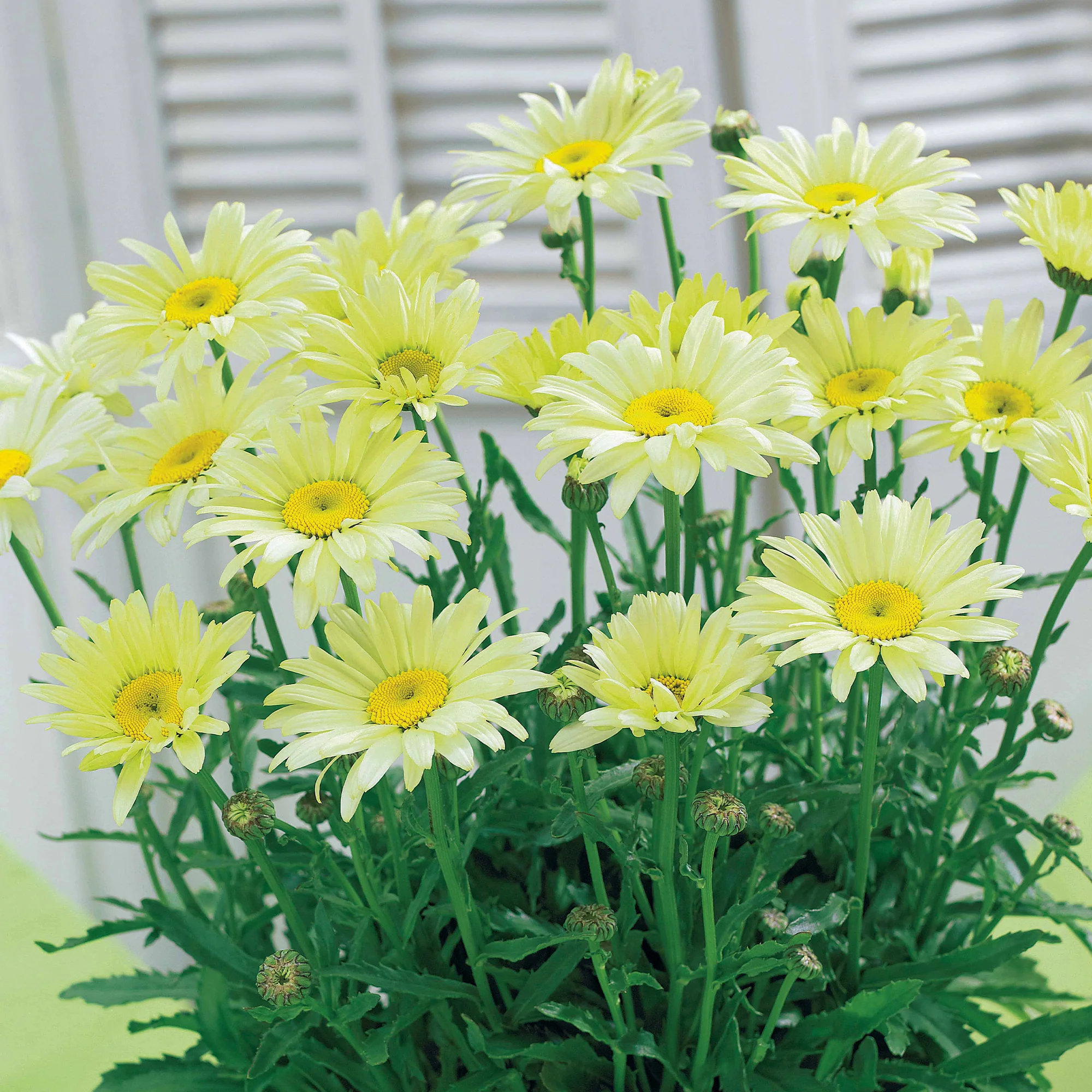 Zonnehoed, Kokardebloem, Margriet (x6) - Image 2