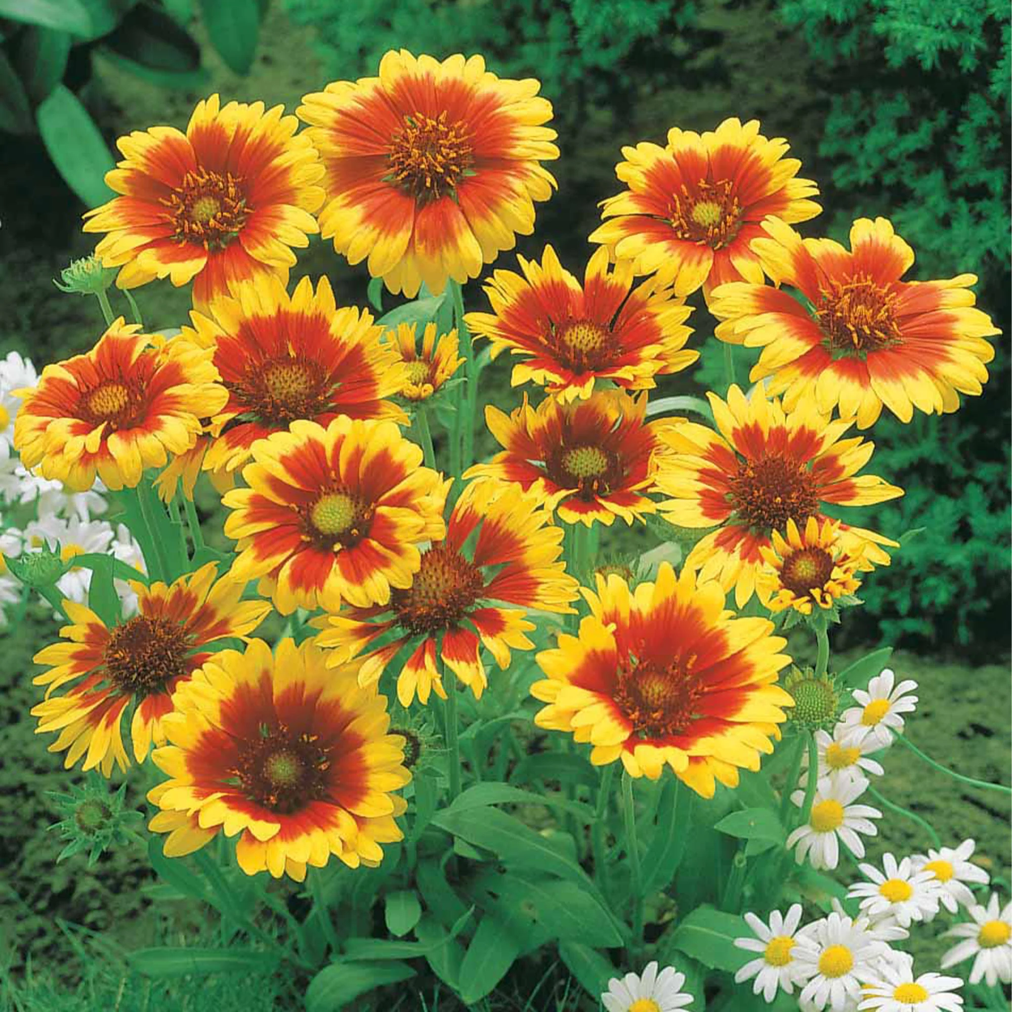 Zonnehoed, Kokardebloem, Margriet (x6) - Image 3