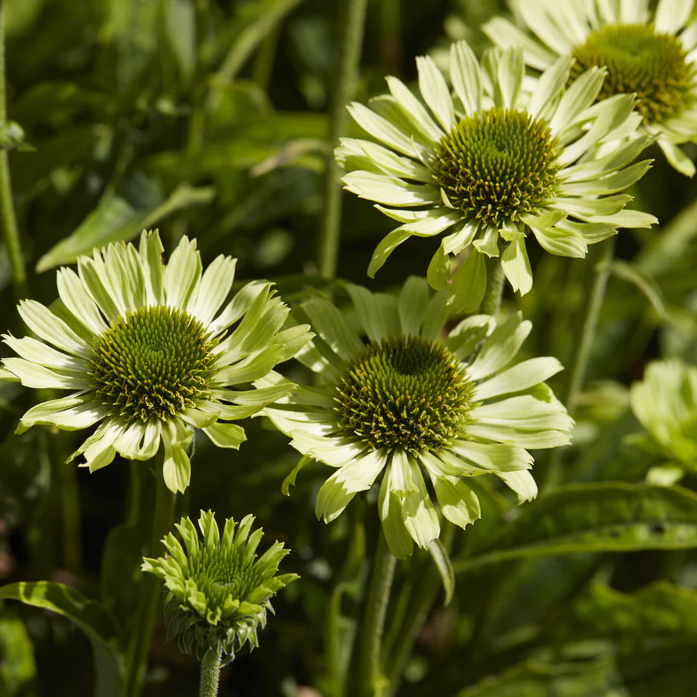 Zonnehoed Little Goldstar - Image 2