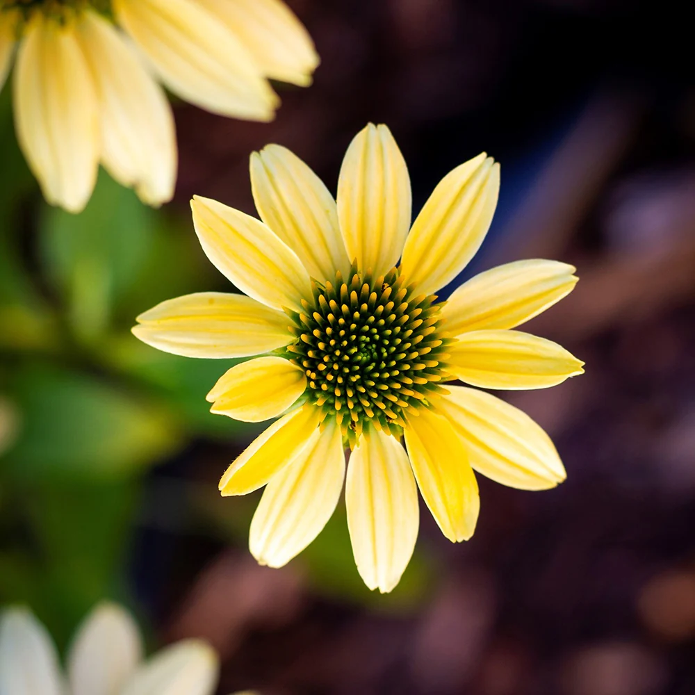 Zonnehoed 'Mellow Yellows'