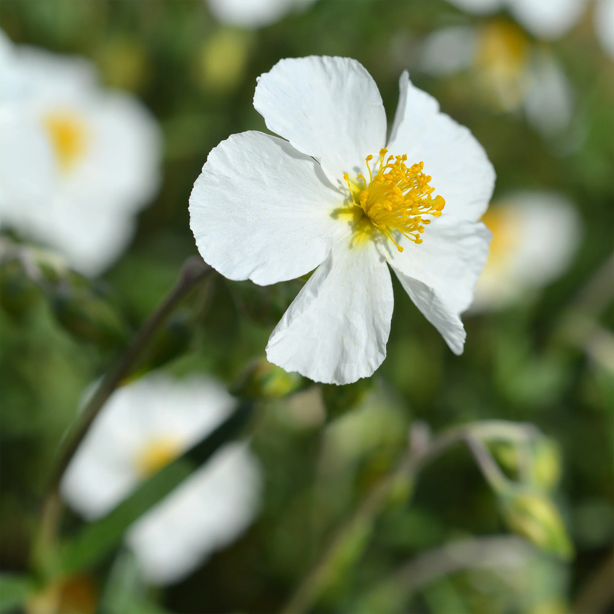 Zonneroosje 'Elfenbeinglanz'