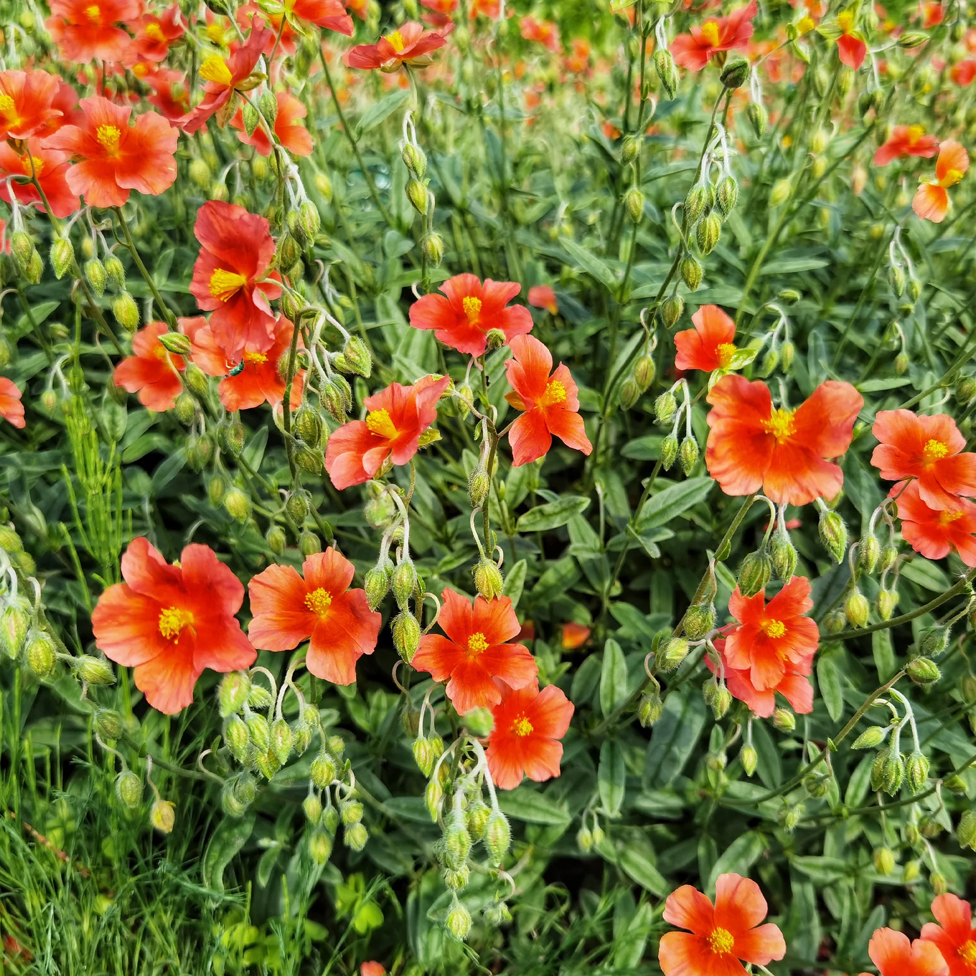 Zonneroosje rood