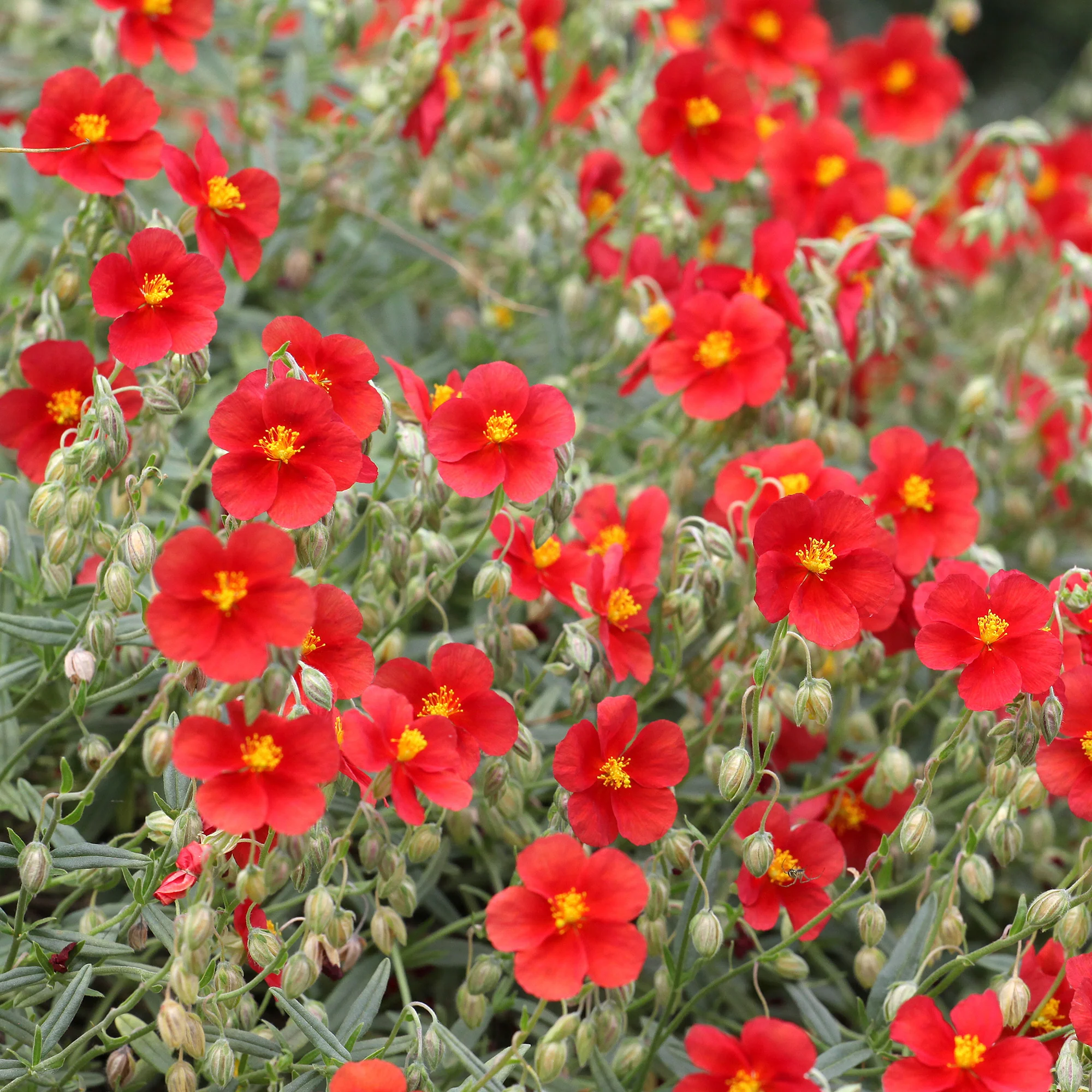Zonneroosje rood - Image 2
