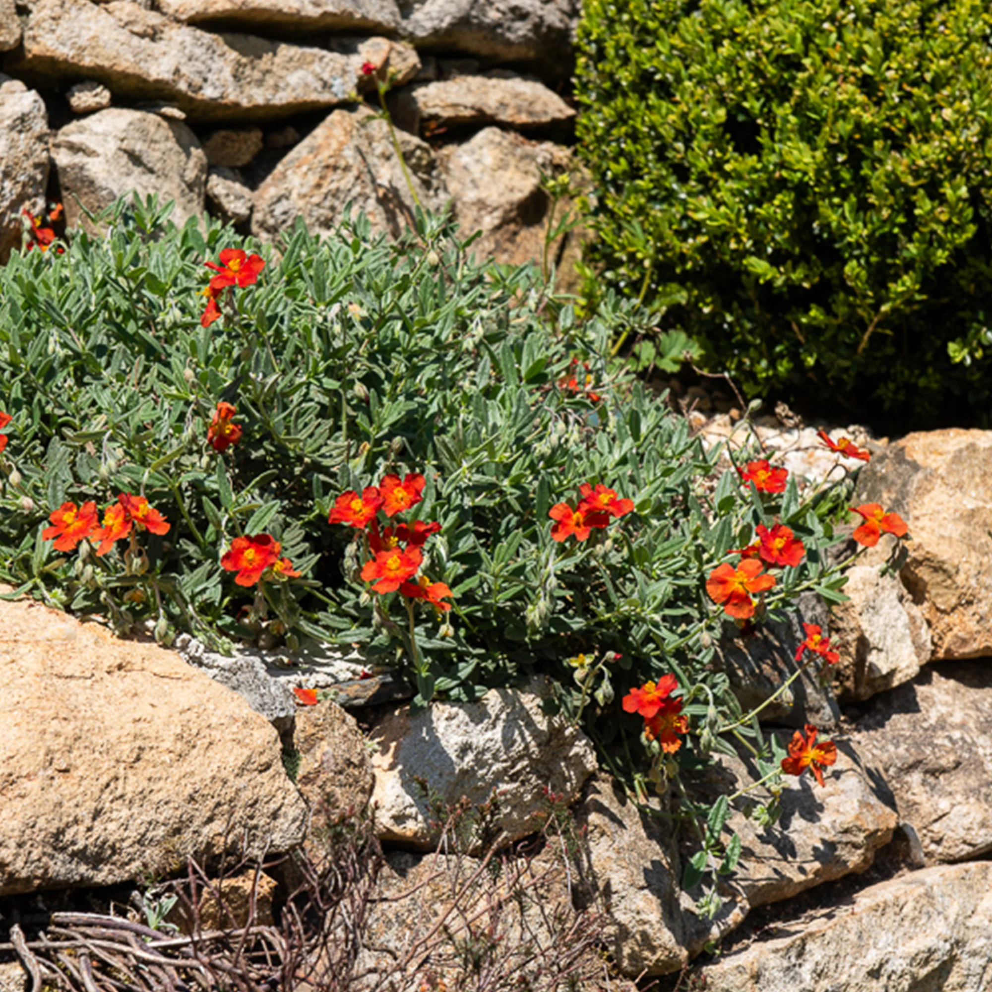Miniatuur 1