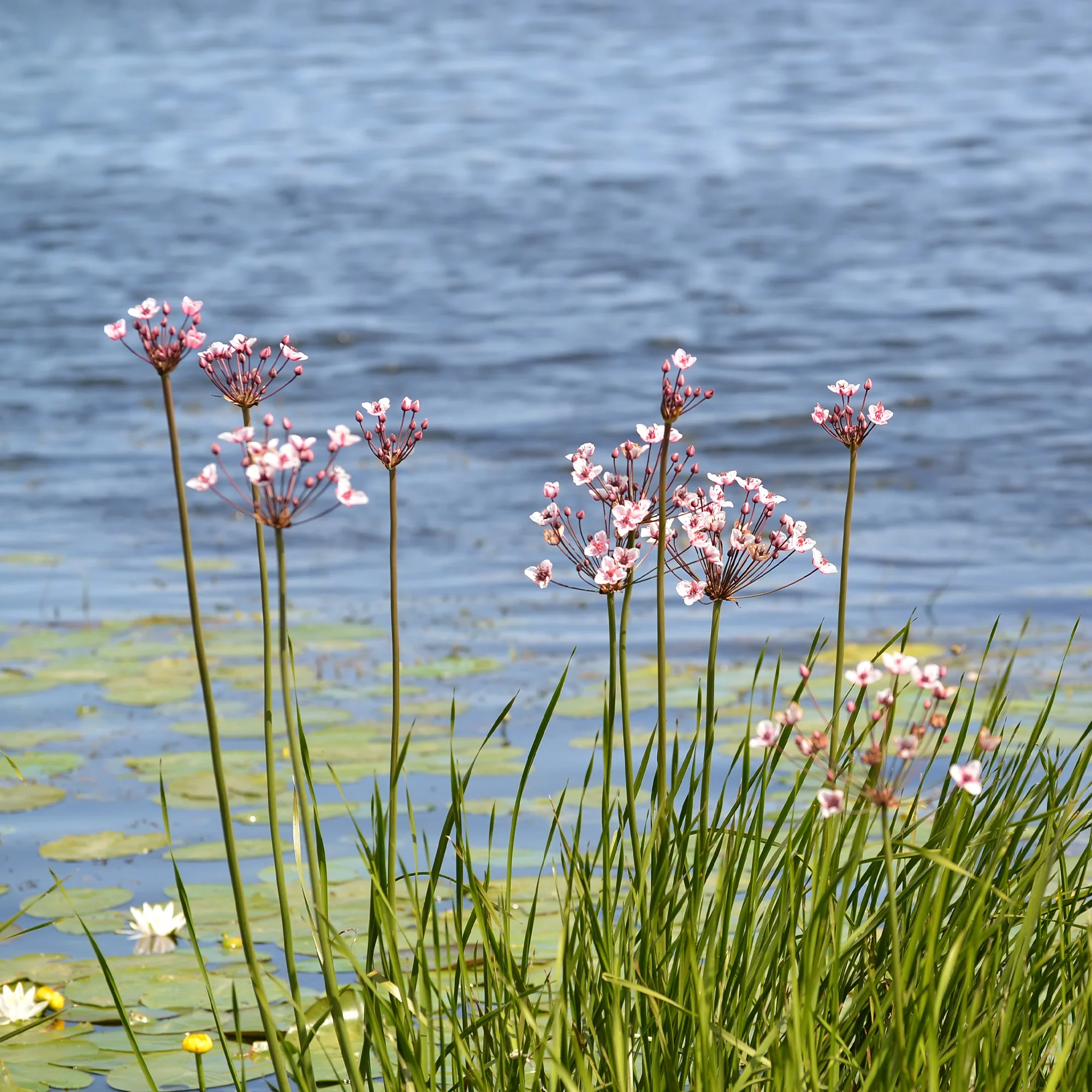 Bloeiende bies Butome umbel - Image 2