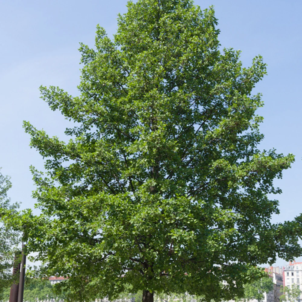 Zwarte els