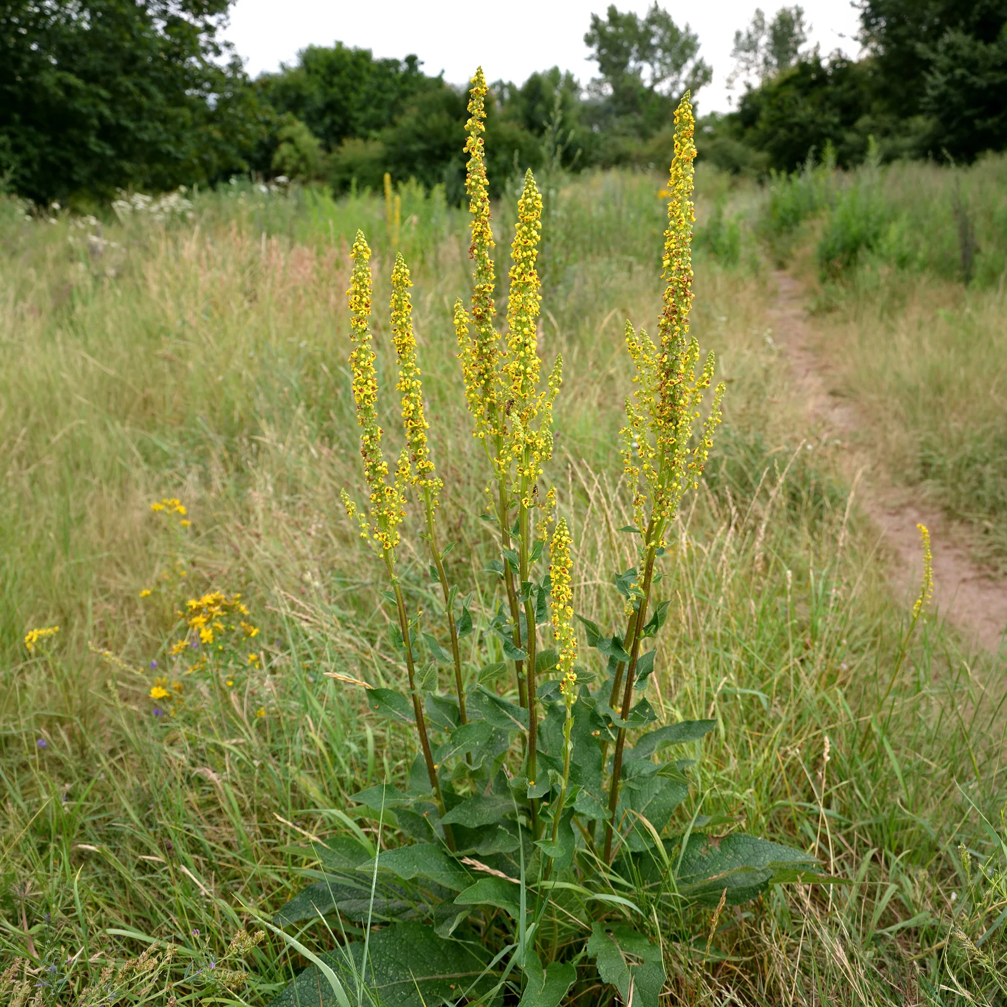 Zwarte toorts