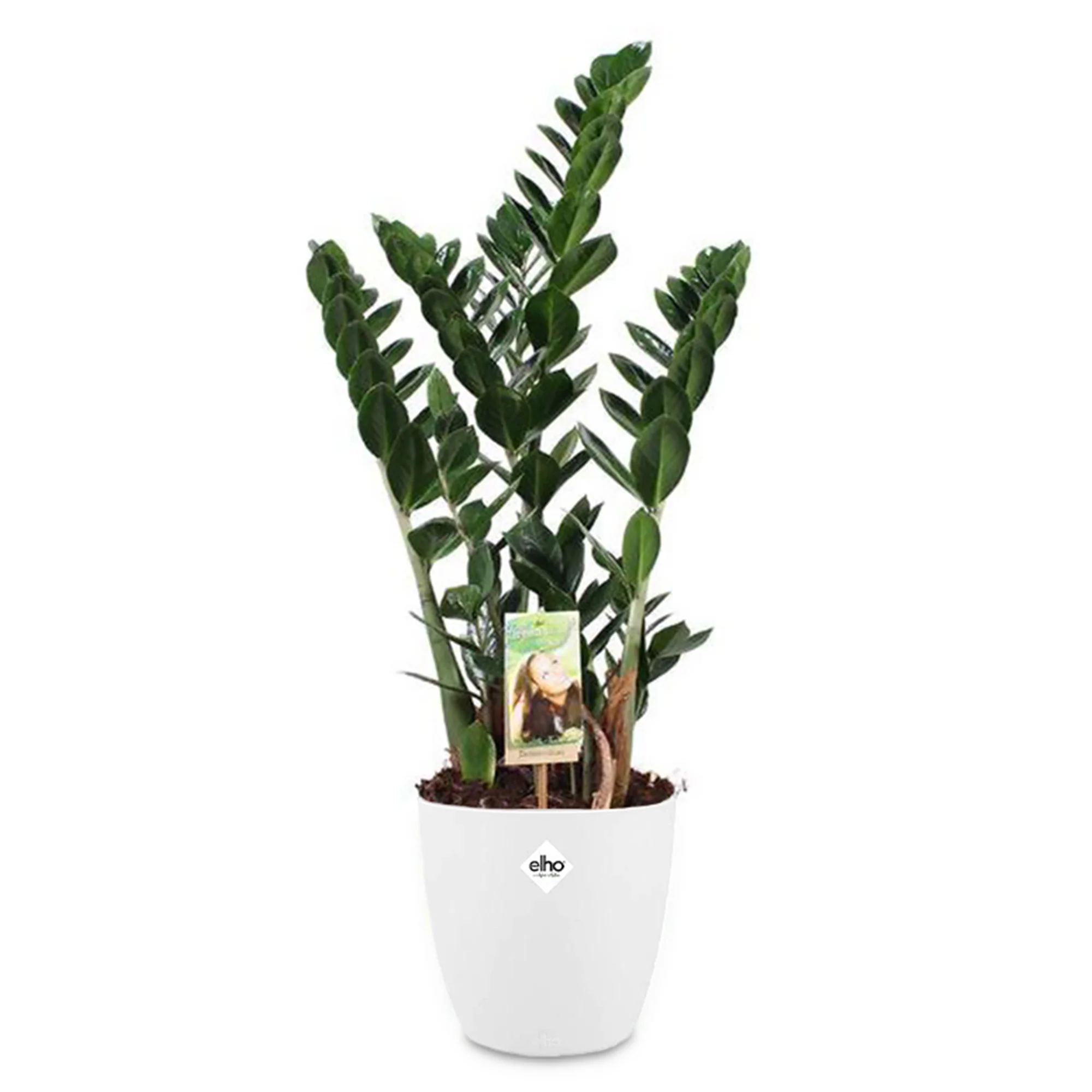 ZZ-plant incl. witte sierpot - Image 2